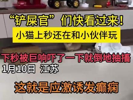 应激而诱发了癫痫,一定要做好预防应激 #猫咪 #猫咪应激处理 #喵星人 #猫咪洗澡 #猫咪应激