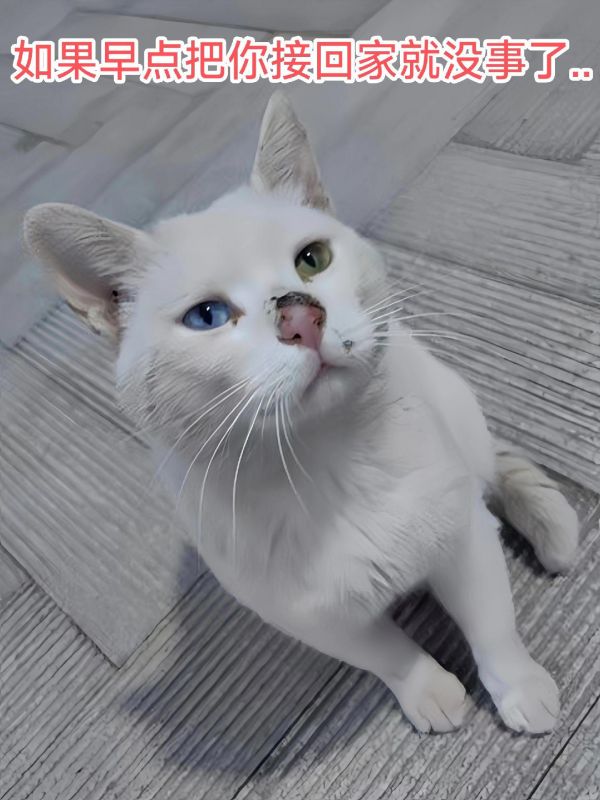 刚接回家的流浪猫应激了...心都碎了 一直在喂的流浪猫,平时真的很亲人,但是突然消失了三天,等我再看到它,它就变得很怕人,不让我接近,我又连着喂了一周多才总算摸到它,当时就决定带它回家。先带它去了翳院检查,杂七杂八各种检查费花了一千多,但是翳生也没给我说清楚小猫到底哪里有病,后来问了有经验的朋友,才知道我被坑了.... - 接回家后,小猫突然变得很激动,在家里乱窜,一直在低吼,后来躲到床底下才停下来,网上查了症状就很像应激,因为小猫怎么都叫不出来,就买了瓶应激喷雾(叫轻小喜喷雾),到之后就在小猫周围喷了几下,食物和水都放在它的身边,没敢再去打扰它。差不多喷了三天,小猫状态放松了很多,我摸它的时候还会呼噜呼噜的叫。 - 我其实一直在想,小猫消失的三天发生了什么?如果我早早的把它带回家是不是它就不会怕人、不会应激...我已经努力的在做一个合格的铲屎官,希望小猫能健健康康的长大吧! #流浪猫 #猫咪应激 #新手养猫 #猫咪应激处理 #轻小喜喷雾