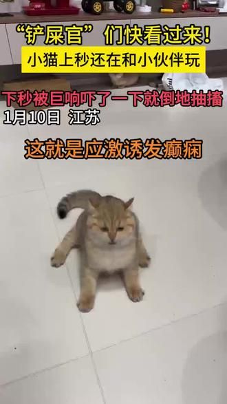 应激而诱发了癫痫,一定要做好预防应激 #猫咪 #猫咪应激处理 #喵星人 #猫咪洗澡 #猫咪应激