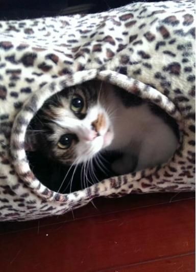 为了接二胎,把猫咪送走应激严重,住院两周我只能说说我自己猫猫遇到的应激反应,这次应激反应导致它再住了整整两周 我家猫猫是哥哥,从小就养在家里,除开打疫苗就没有带出过门,胆子小到夸张。只要有人敲门或者按门铃,你就能看见它一股灰烟遛进了卧室床下。 事发那天,我老公的父母因为我怀孕,执意要将我的猫猫带到他家去寄养,当时的我并不在家,猫猫被带走后,我老公给我打电话,说猫猫被带走了(猫猫放在猫笼,置于汽车后备箱) 电话那头的我气的冒青烟,随即我要求将猫马上追回来,整个过程从猫猫带走直到被带回大概半个小时。 从回来以后,猫猫不吃不喝不拉,后面可能渴了,喝了一点点水,但一直不尿尿,蹲在猫砂盆里惨叫,我通过视频试图安抚它也没用。第二天马上送到宠物,医.生说猫猫产生应激反应,想尿但是尿不出来,再加之公猫尿道比母猫更细,情况就会更糟糕。 后面通过CT看到它自己膀胱都憋出血了,就是不尿。于是马上手术通尿,手术后一直在医院住院输液消炎,除此之外医.生还给猫咪服用了专门抗应激的思准斯牛肉锭,安神镇静,还可以强心养肾。 医.生说如果再来晚点,猫猫就可能小命不保了,真的是不幸中的万幸了#猫咪应激#猫咪#猫咪日常#猫咪应激处理#猫咪应激反应