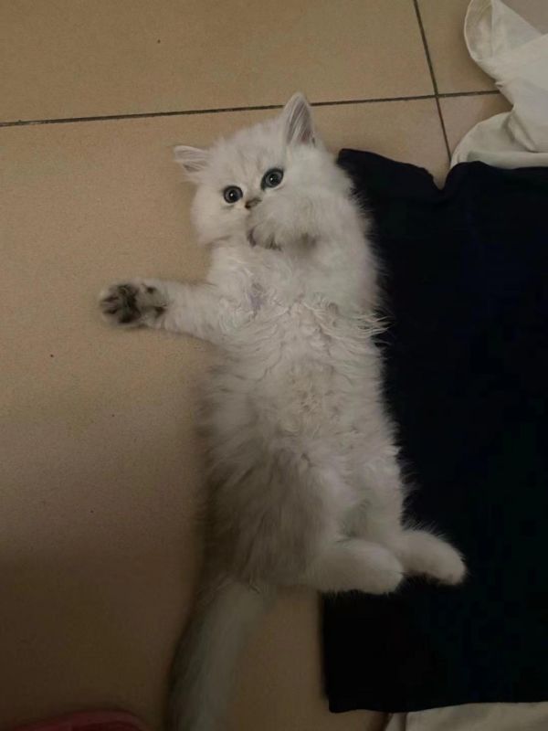 刚养两天的小猫突然si了,真的要哭死!!家里有猫咪的夏天开空调一定要注意!前段时间因为天气太热,我担心猫咪在家中暑,我就把空调从早上开到晚上,担心猫咪不会在空调屋里带着就把温度开到很低,想着这样整个房子都凉快了,没想到会把猫咪“吹”到医院..... 昨天下班回家突然发现猫咪精神不好就蜷缩着身子在沙发上,然后还在地板上发现了猫咪的呕吐物,吓得赶紧带猫咪去医院了,检查之后说猫咪发烧+肠胃炎,当时还没搞明白猫咪一直好好的怎么突然生病,,然后医生说猫咪这是“空调病”,最近很多猫咪来治疗都是因为开空调导致的,所以家人们一定要注意啊❗️ 下面是医生给的开空调建议,还不知道的宝子快收藏起来吧~ ✅如何正确吹空调: 1⃣ 空调温度别太低 推荐空调温度在 26 ℃ 左右,不要太低 2⃣ 勤开门窗通风 密闭房间开空调 5-6 小时后,大肠杆菌会升高 1.2%,白喉菌升高 0.5%,其他呼吸道有害细菌均有不同程度的增加 所以,开空调时一定要定时开窗通风或打开新风系统,加快新鲜空气流通,减少有害菌 3⃣ 定期清洗空调 每年请专业人员彻底清洗、检修一次空调,洗干净滤网等部件上的杂质,从源头杜绝细菌滋生 4⃣适当加湿空气 空调运行降低室温时,室内空气变得干燥,在人觉得干燥时,猫咪大概率也已经觉得干燥了。 保持空气相对湿度在 45%~60% ,猫咪会感觉比较舒服,快去准备一个加湿器吧 5⃣多给主子喝水 “多喝水”这个大招,同样适用于猫 多喝水有助于猫咪维持身体机能,缓解空调对鼻粘膜等器官带来的不适感 ⚠️另外也要避免猫咪出现“热应激”,夏天室内外温度温差大,猫主子很敏感,很容易出现热应激,所以建议家里有猫咪的都备点舒缓情绪的,我家猫咪用的是【易可西牛肉锭】,这是对比好几款之后觉得好用的,温和不刺激,保护猫咪神经,简直是必备! #猫咪空调病#猫咪应激#猫咪应激处理#新手养猫#养猫经验分享