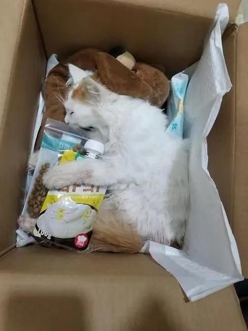 猫咪被“打”死了,到底是谁的错?? 。昨天刷到一个视频,引起了很多人的争议,内容主要讲的是:猫咪故意打碎了铲屎官的玻璃杯,铲屎官就用拖鞋丢了一下,砸到了猫咪的后脚,猫咪吓得躲到了沙发底下,铲屎官以为猫咪就是因为做错事躲起来了,也就没有管它,没想到第二天起来看猫咪的时候,猫咪已经四肢僵硬,没有任何生病体征了...... 这个视频引起了很多人的争议,有人说:我们是养了个大爷吗,不能打不能骂,还有人说:既然养了猫咪,就要对它负责,明知道它有应激反应,还要这样做,真是不负责任。当猫咪犯错时,打猫咪确实不是一个明智的选择。尽管有时打猫咪可能会让它们感到害怕,但是很容易让猫咪产生抗拒的心理或者是跟视频一样,产生严重的应激反应! 猫咪是很聪明的,它们可以通过你的动作或者表情知道自己做错了,所以再教育猫咪的时候,可以采取适当的方法和技巧,以避免伤害到它们~ 1⃣️ 冷静处理:当猫咪犯错后,不要过度反应,尽量保持冷静。过度惩罚或暴力对待猫咪,可能会让它们感到害怕或困惑,甚至会导致更多的行为问题 2⃣️ 明确表达:当需要对猫咪进行纠正时,要清晰地表达你的期望,让它明白它的行为是不正确的。你可以用平和的语气,温柔的态度,对它说“不要这样做”,以让它建立起条件反射 3⃣️ 适当惩罚:当猫咪意识到它的行为是不正确时,可以适当给予一些惩罚,以让它了解到错误行为的后果。但要注意,惩罚应该是适度的,不要过度惩罚,也不要使用过于激烈的惩罚方式,如殴打或大声呵斥 4⃣️ 提供正面强化:在纠正猫咪错误行为的同时,也要提供一些正面强化,以鼓励它做出正确的行为。例如,当猫咪不再做出错误行为时,可以给予它一些零食或表扬,以让它了解到正确行为会得到奖励 ⚠️还有一点很重要就是不要忽视猫咪的应激反应!视频中猫咪就是应激没有得到及时的缓解,导致了这个不可挽回的后果,养猫的家庭建议在家里常备一些抗应激的救急,比如✅易可西牛肉锭、加巴喷丁等,可用来预防和缓解应激~ #猫咪应激#猫咪应激处理#新手养猫#养猫经验分享#猫咪日常