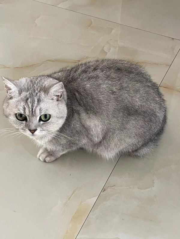 猫咪应激不吃不喝就这样做!亲测有效~前段时间接我家猫咪回家,可能因为长途运输,应激特别严重 前两天不吃不喝不拉 给我担心的。到第五天都没拉粑粑,给我着急的,期间试过喂葡萄糖 营养膏,用针管喂奶糕 吃益生菌,乳果糖。都试过,没什么用。然后抱去医院 医生给开了这个【易可西牛肉锭】,给猫咪喂了几次,猫咪食欲大开 ,然后也开始正常拉。太有用了 也想推荐给大家。然后看到有设么推荐乳果糖,其实问了医生 乳果糖是治疗猫咪便秘 吃了之后可能会拉稀 ✅易可西牛肉锭这个很好用, 厌食绝食 恶心呕吐 促进食欲恢复 情绪抑郁 都有用。用法也很简单直接喂或者掰碎拌在猫粮里都可以,每天两次,根据猫咪体重用量,我家猫咪用了三天基本上就已经好了,现在推荐给大家,猫咪应激的可以试试~ #猫咪应激#猫咪应激处理#新手养猫#养猫经验分享#猫咪好物分享