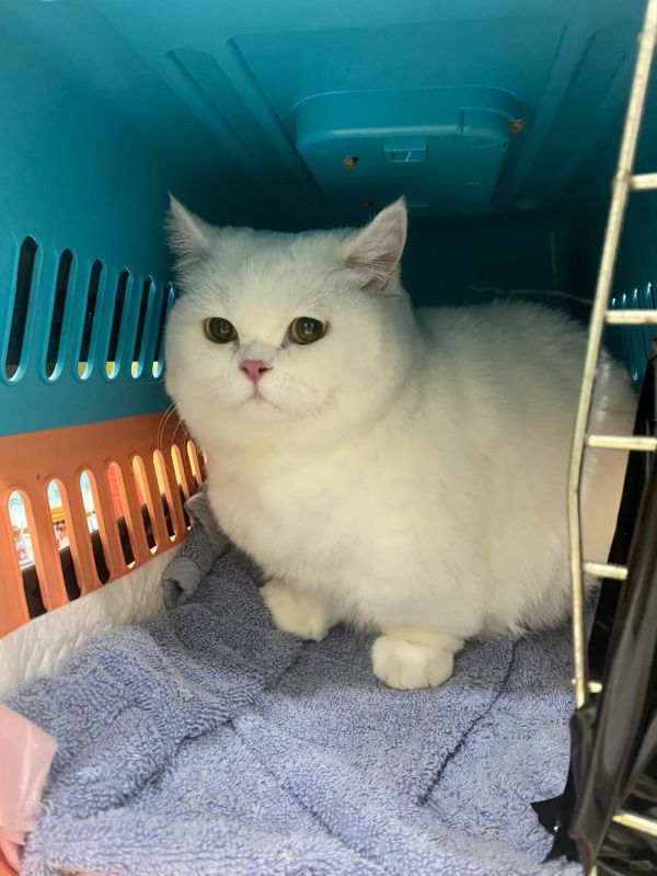 这个猫咪应激的缓解方法,亲试有用!我家猫平时很少出门,前几天搬家的时候吓着了,应激了。在网上搜了各种办法,放猫叫吸引呀放猫咪熟悉的衣服什么的,都没啥效果。后面听了一些猫友的建议,我是这样操作的: 1、把食碗放上猫咪爱吃的东西,我放的是猫粮还有冻干,里面加了掰碎的“易可西”(是舒缓情绪抗应激的,网上入的)放到离它近的地方,它饿了会吃。 2、它躲在床底下,我塞了一个它平时用的垫子和喜欢的玩具在底下,熟悉的气息可以让它比较安心。 3、自己做自己的事,不用去打扰它。 4、睡觉的时候,放了网易里的一个猫咪歌单(放图2了),猫咪居然从床底出来了,但是还是不让摸 5、睡前给它倒好舒化奶和吃的,旁边放猫砂盆 6、一觉起来之后食碗里的食物被吃掉一半了,我看里面掰的易可西也吃了,奶也喝了不少 7、试着喂一下猫条,猫咪居然凑过来吃了,吃完我摸它也让摸了,我就顺势把它抱起来,揉它的小脑瓜子,安抚它了好一会,后来情绪差不多就恢复了~ 猫咪应激的可以试试我的方法! #养猫经验分享 #猫咪应激#新手养猫#易可西#猫咪应激处理