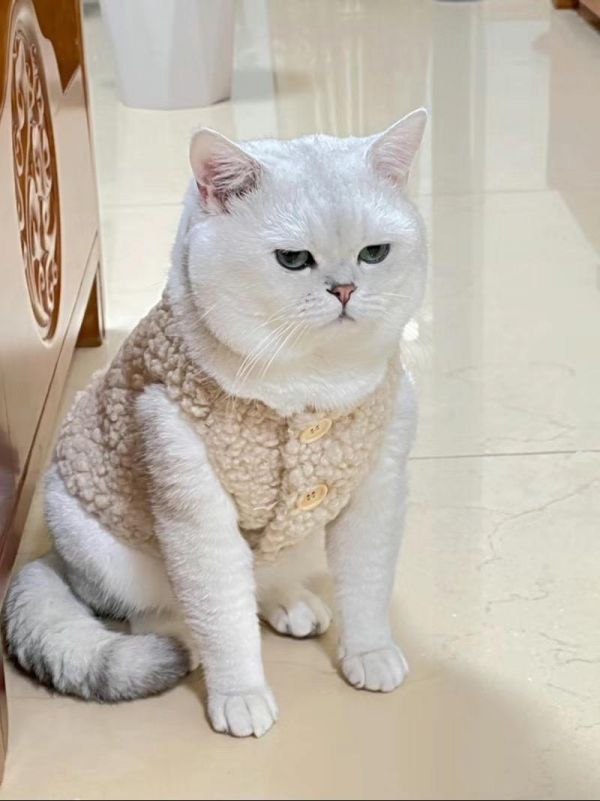 打了我家猫一顿结果猫咪应激吐了!!! 那天正跟我家猫在家晒太阳,拿了个玩具逗它玩,直接给了我一爪子,手上直接就出了几道红印,气死我了,拿起拖鞋就往它的屁股上抽,然后处理完伤口就出门了,到晚上回来,没看到它也没搭理它,想着晾凉它。 - 结果第二天发现这逆子在客厅吐了好几摊,吓得我赶紧带它去y院,y生说这是被我揍应激了,给它拿了两瓶轻小喜喷雾,说这个是费洛蒙成分,让每天喷个两三次安抚它的情绪就行了,也就没用多长时间,没有再吐过,吃嘛嘛香睡觉还打呼。就是不太搭理我,估计还为揍它的事记仇呢,这臭小子! - 我真的要告诫大家!不要学我!!虽然有时候很气人,但是不能打,应激严重的话猫咪可能还会失去生命的! #猫咪日常 #养猫经验分享 #猫咪应激处理 #猫咪应激