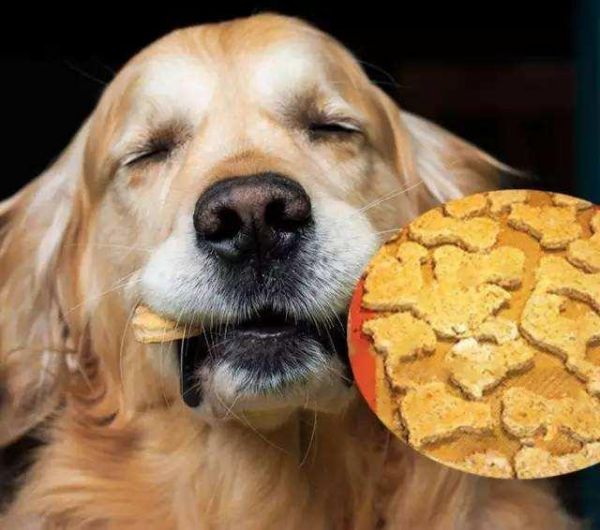 家里的宠物面临断粮？那也不能随便喂，快来看看宠物能吃的食物吧