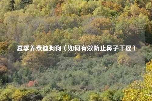 夏季养泰迪狗狗（如何有效防止鼻子干涩）