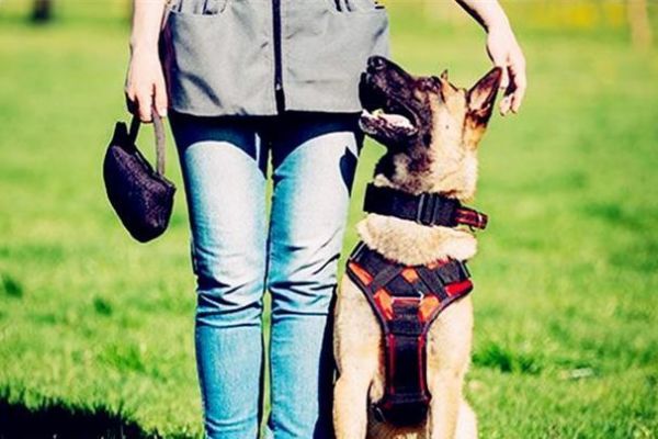 宠物训练：你知道拉布拉多犬要怎么训练吗？