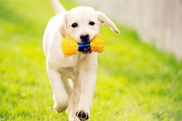 宠物训练：你知道拉布拉多犬要怎么训练吗？