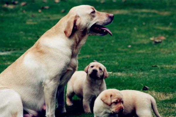 宠物训练：你知道拉布拉多犬要怎么训练吗？