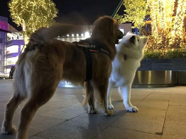 用这方法训练宠物犬，狗狗再也不会撒手没！狗狗跑走时绝对别这样