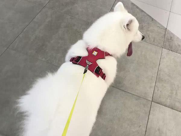 用这方法训练宠物犬，狗狗再也不会撒手没！狗狗跑走时绝对别这样