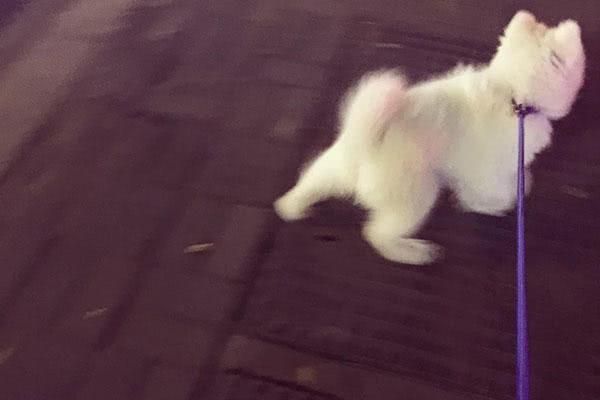 用这方法训练宠物犬，狗狗再也不会撒手没！狗狗跑走时绝对别这样