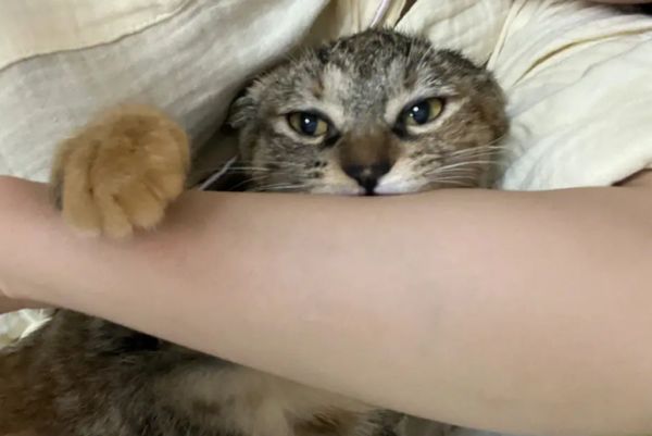 为什么猫咪总是突然咬我