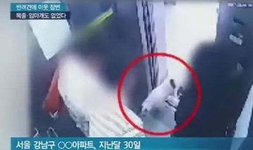 明星爱犬咬伤邻居间接致其死亡,宠物不拴绳害人也害狗