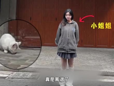 汕头景点猫，被福建小姐姐“掳”回家，结果小猫娘家人找上门了！ #流浪猫救助 #景点猫 #汕头景点猫