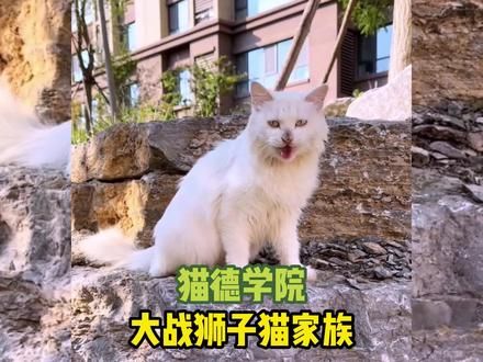 猫德学院大战狮子猫家族! #萌宠出道计划 #猫咪的迷惑行为 #我和流浪猫的故事 #万物可爱计划 #偶遇小流浪