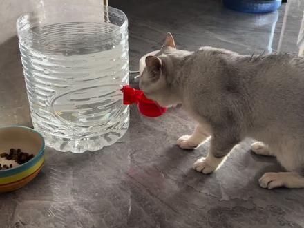 抖音诚不欺我 买回来怒喝两分钟 #猫从来不喝碗里的水
