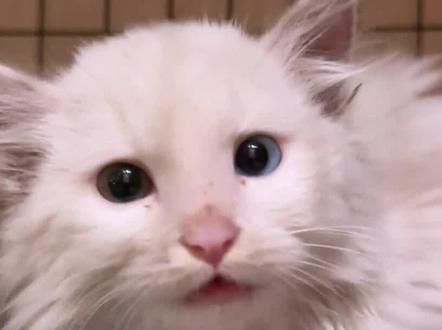 命中注定的缘分:初九驯服记! #万物可爱计划 #偶遇小流浪 #猫咪 #感人 #感动瞬间