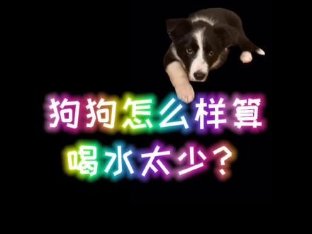 和人一样,喝水太少是坏毛病,得治!#爱狗小百科 #宠物健康课堂