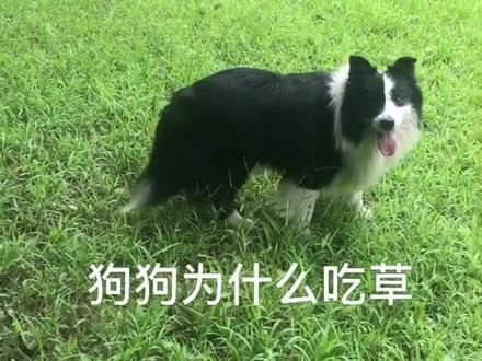 这是大部分狗狗吃草的原因。