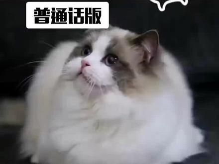 给宠物挤GM腺,可以预F缸腺炎和B秘噢!#宠物健康课堂 #宠物护理 #十万个怎么做 @波奇网