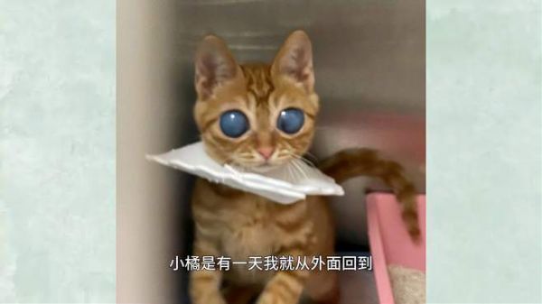 「新瑞鹏」一眼终生,以后我们一起走