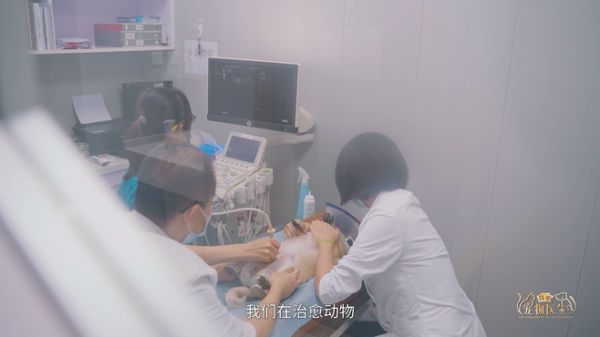 【新瑞鹏】李叶:我们在治愈毛孩子,也同时被它治愈