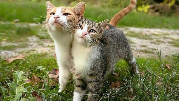 猫咪才做完绝育,竟然怀孕了?“假孕”这件事你听过吗?