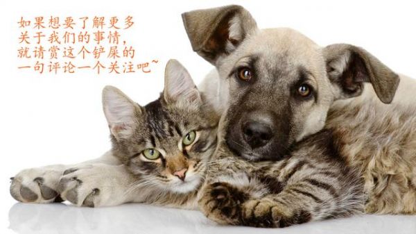 史上最全“宠物绝育”攻略，替你揭露宠物医院的绝育骗局！