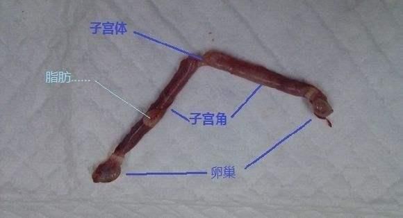 史上最全“宠物绝育”攻略，替你揭露宠物医院的绝育骗局！
