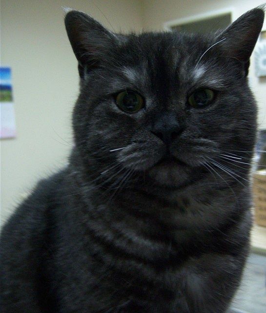 被绝育的男猪脚之一 芝麻糊