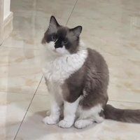 布偶猫的日常，萌翻你了吗？