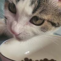 小猫吃饭
