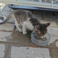 小猫喝水
