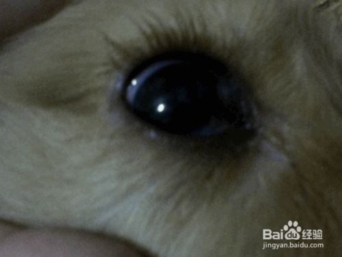 宠物常见的眼部8种易患疾病