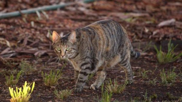 猫狗在澳洲的“发家史”，人类在这一过程中的作用举足轻重