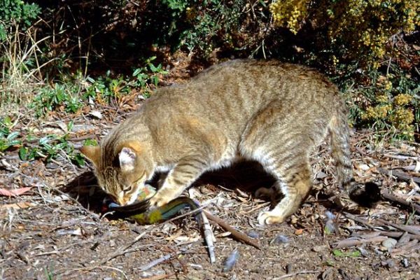 猫狗在澳洲的“发家史”，人类在这一过程中的作用举足轻重