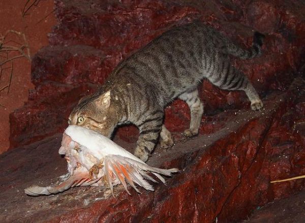猫狗在澳洲的“发家史”，人类在这一过程中的作用举足轻重