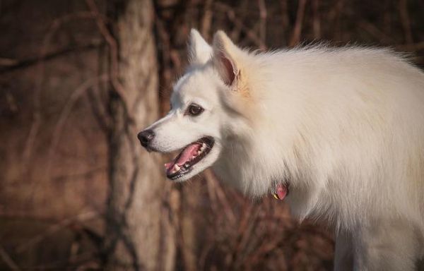 最受欢迎的宠物犬TOP10