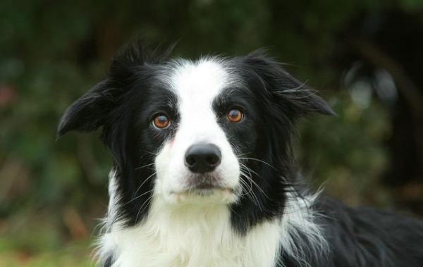 最受欢迎的宠物犬TOP10