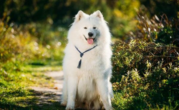 最受欢迎的宠物犬TOP10