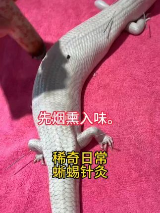 宠物医生罗声扬:蜥蜴体寒......也来点艾灸? 中医治疗爬行类,协力:广州厚朴#爬宠 #异宠 #蜥蜴 #艾灸 #中医