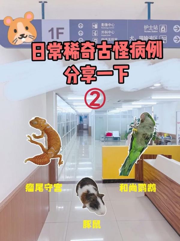 宠物医生罗声扬:你们想看的上班日常分享第二弹来咯~豚鼠,瘤尾守宫,和尚鹦鹉,哪个戳中了你们的心巴呀#宠物医院的那些事 #科学养宠攻略 #异宠医生