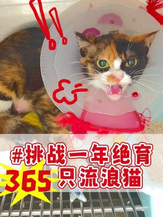 宠物医生罗声扬:和广州华工合作的流浪猫救助日志 感谢熙熙森林、广州华工的流浪猫救助团队,流浪猫绝育放归可以有效减少流浪动物的数量,减少更多的悲剧产生。#猫咪 #流浪猫救助 #流浪猫 #宠物医生 #华南理工大学