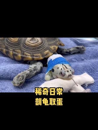 宠物医生罗声扬:经常有人问龟龟下不出蛋怎么办,一样是可以剖腹产的哦!龟龟太可爱辣!龟龟教在哪#萌宠 #宠物医生#异宠#龟 #宠物龟