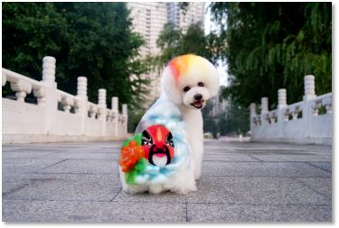宠物美容师培训