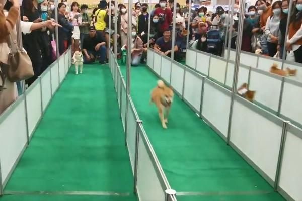 柴犬参加赛跑，却像公主一样优雅，主人：这不是我要的