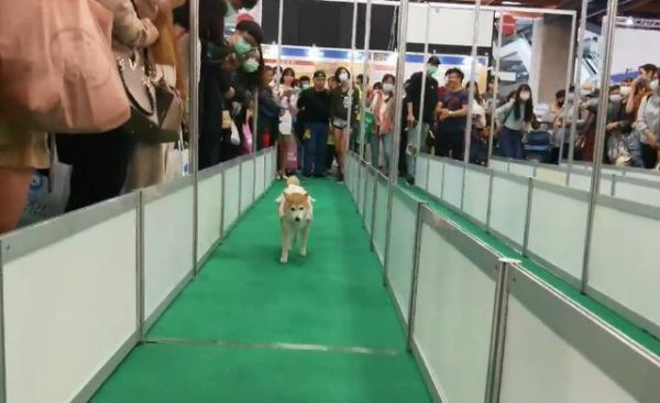 柴犬参加赛跑，却像公主一样优雅，主人：这不是我要的