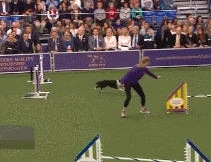 柴犬参加赛跑，却像公主一样优雅，主人：这不是我要的